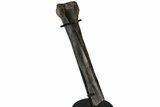 Raptor Partial Metatarsal w/ Metal Stand - Montana #227755-3